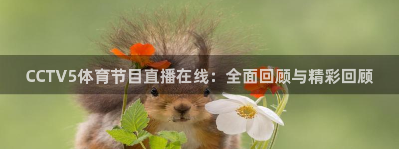 CCTV5体育节目直播在线：全面回顾与精彩回顾