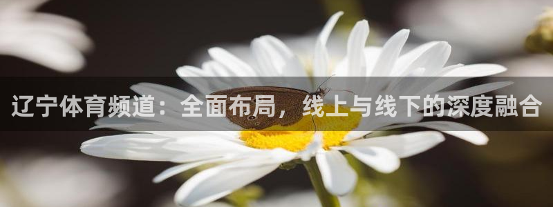 辽宁体育频道：全面布局，线上与线下的深度融合